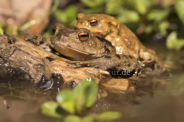 Fokus-Natur Bild