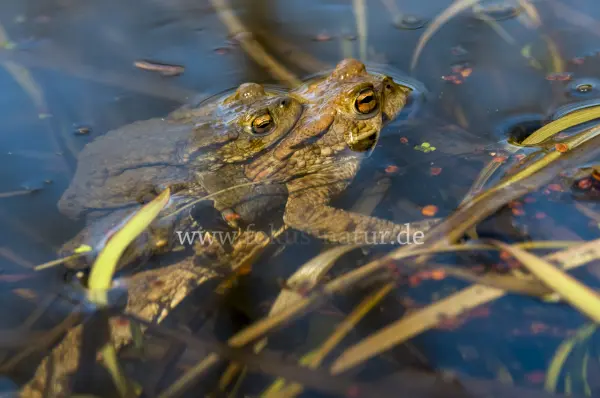 Fokus-Natur Bild