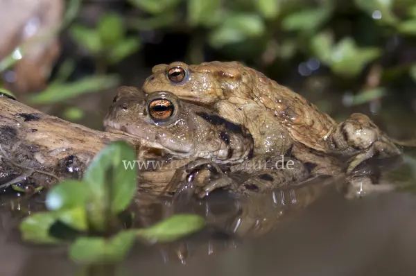 Fokus-Natur Bild