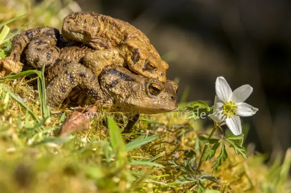 Fokus-Natur Bild