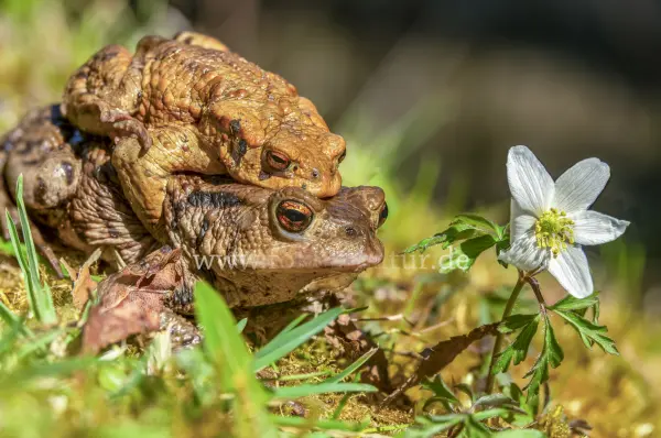 Fokus-Natur Bild