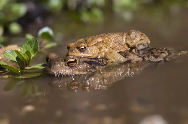 Fokus-Natur Bild