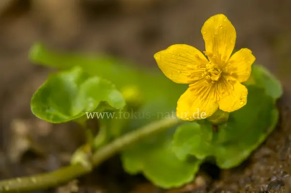 Fokus-Natur Bild