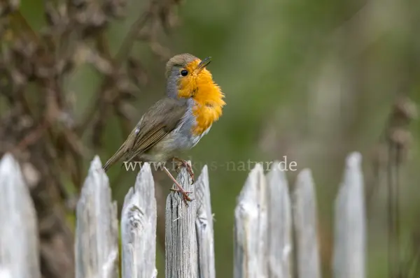 Fokus-Natur Bild