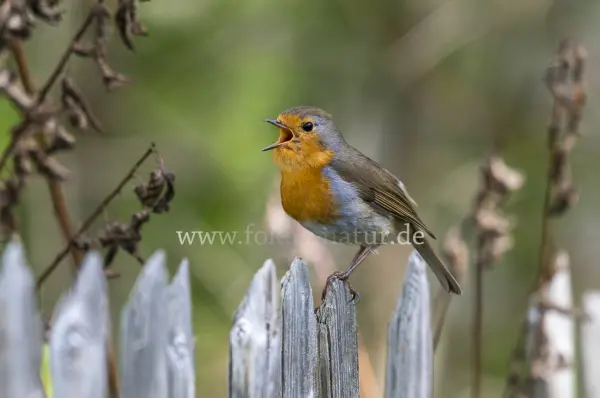 Fokus-Natur Bild