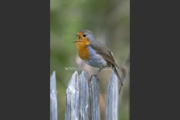 Fokus-Natur Bild