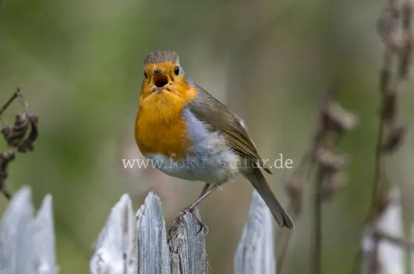 Fokus-Natur Bild