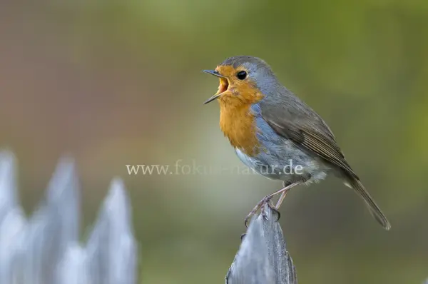 Fokus-Natur Bild