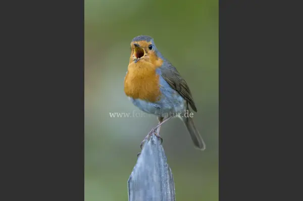 Fokus-Natur Bild