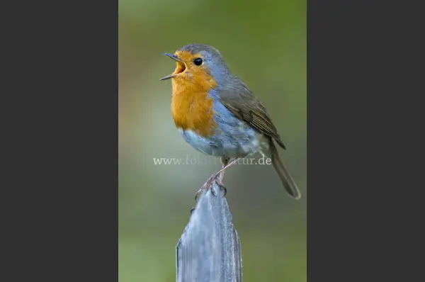 Fokus-Natur Bild