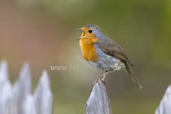 Fokus-Natur Bild