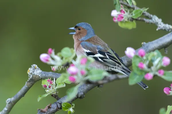 Fokus-Natur Bild