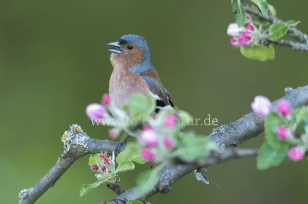 Fokus-Natur Bild