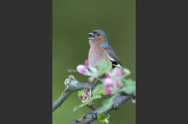 Fokus-Natur Bild