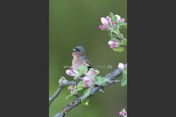 Fokus-Natur Bild
