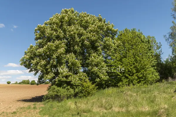 Fokus-Natur Bild