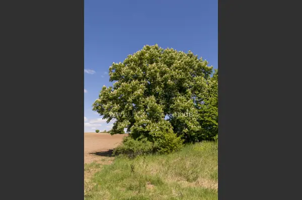 Fokus-Natur Bild