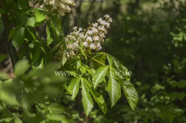 Fokus-Natur Bild