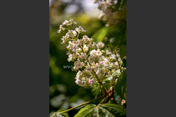 Fokus-Natur Bild