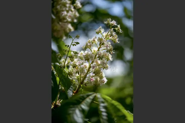 Fokus-Natur Bild