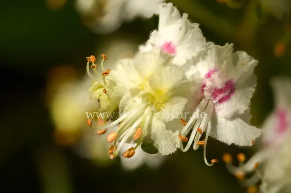 Fokus-Natur Bild