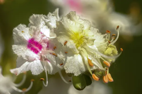 Fokus-Natur Bild