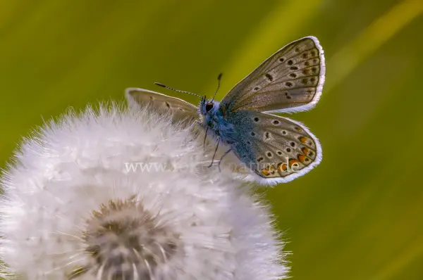 Fokus-Natur Bild