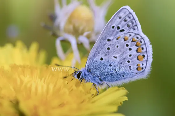 Fokus-Natur Bild