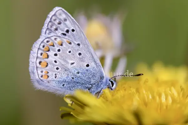 Fokus-Natur Bild