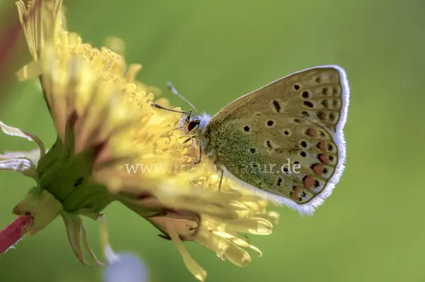 Fokus-Natur Bild
