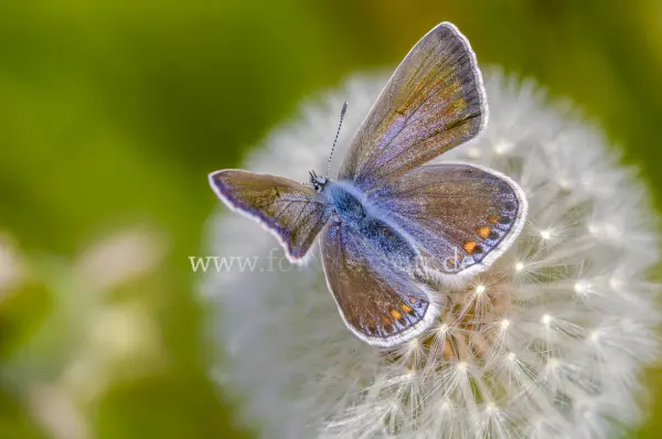 Fokus-Natur Bild