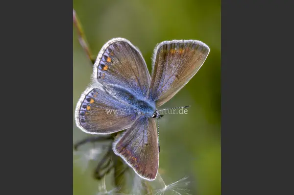 Fokus-Natur Bild