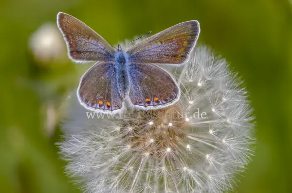 Fokus-Natur Bild