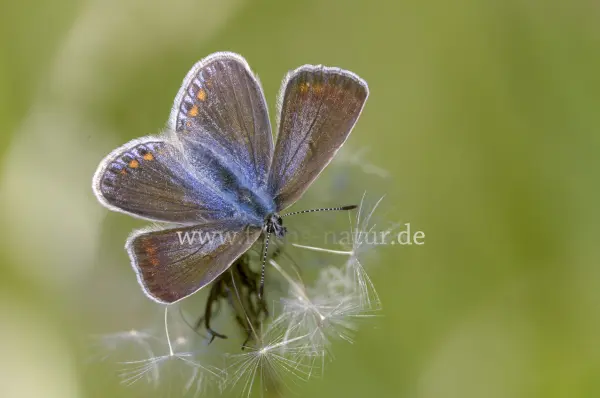 Fokus-Natur Bild