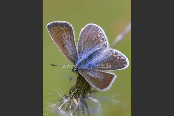 Fokus-Natur Bild
