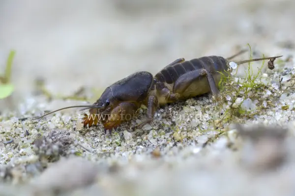 Fokus-Natur Bild