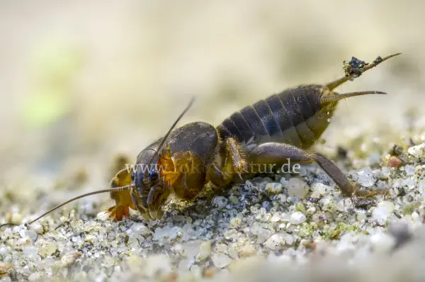 Fokus-Natur Bild