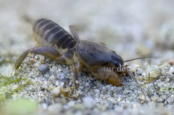 Fokus-Natur Bild