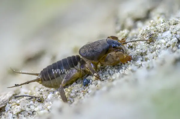 Fokus-Natur Bild