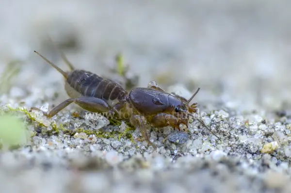 Fokus-Natur Bild