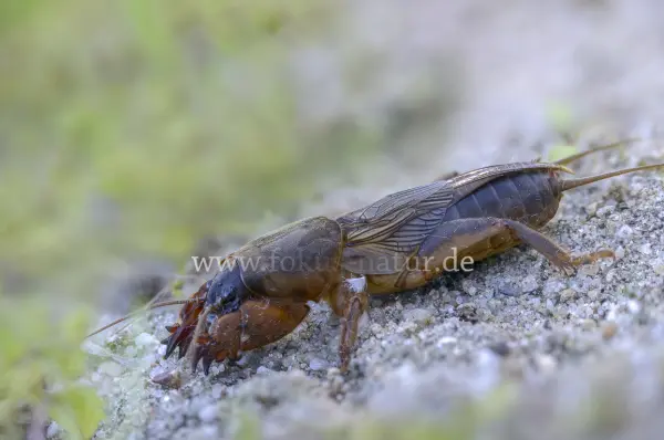 Fokus-Natur Bild