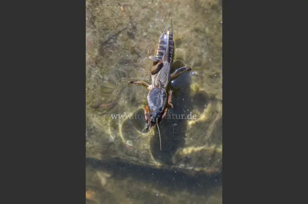 Fokus-Natur Bild