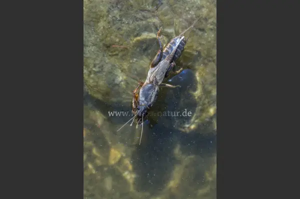 Fokus-Natur Bild