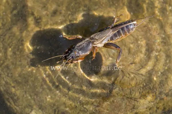 Fokus-Natur Bild