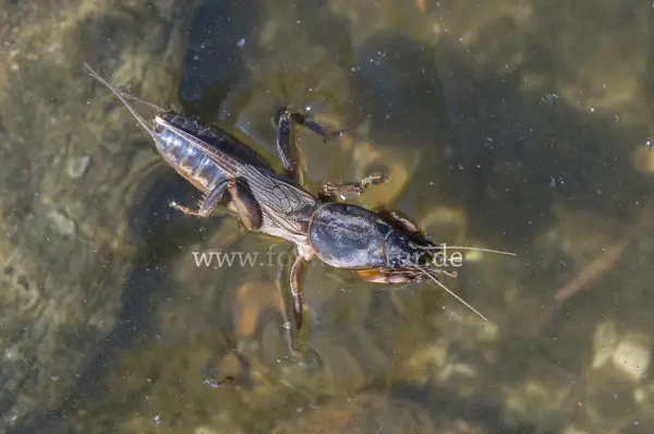 Fokus-Natur Bild