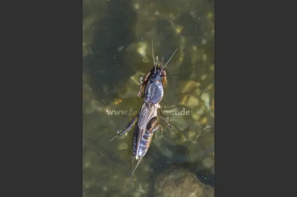 Fokus-Natur Bild