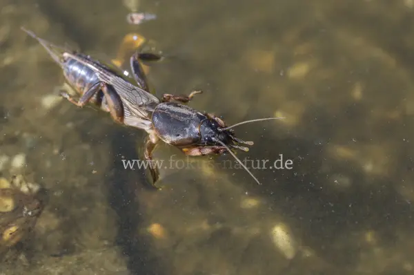 Fokus-Natur Bild