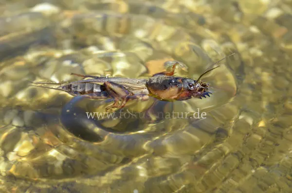 Fokus-Natur Bild