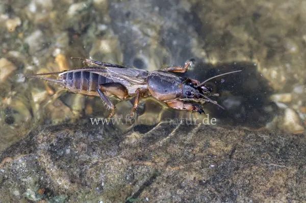 Fokus-Natur Bild