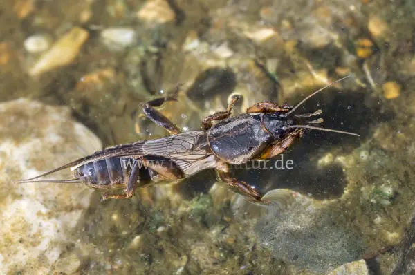 Fokus-Natur Bild